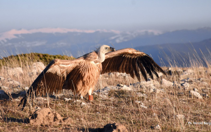 AMBIENTE – In Abruzzo un giovane grifone torna in libertà