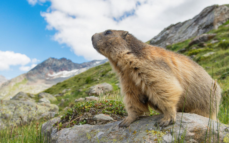 COSTUME & SOCIETA’ – È il Giorno della Marmotta: che cos’è e perché si festeggia