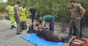 AMBIENTE/CRONACA – È morto l’orso investito nei giorni scorsi sulla Sora-Avezzano