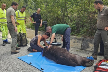 AMBIENTE/CRONACA – È morto l’orso investito nei giorni scorsi sulla Sora-Avezzano