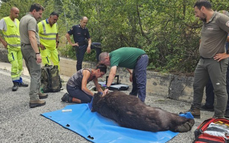 AMBIENTE/CRONACA – È morto l’orso investito nei giorni scorsi sulla Sora-Avezzano