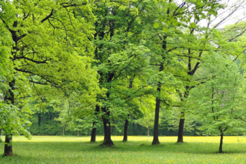 AMBIENTE – Il 21 novembre è la Giornata degli alberi