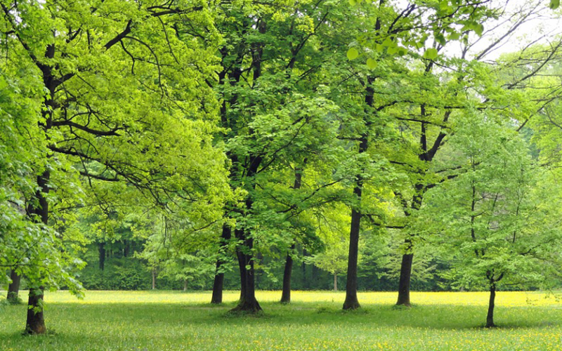 AMBIENTE – Il 21 novembre è la Giornata degli alberi